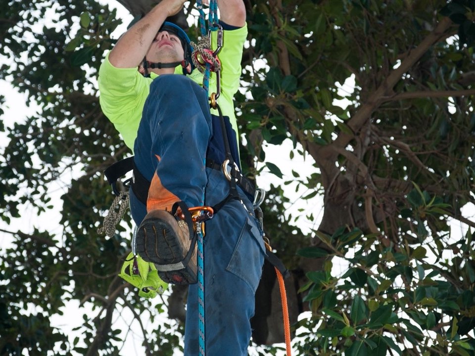 Qualified arborist working in a mature tree during a risk assessment in Buckinghamshire
