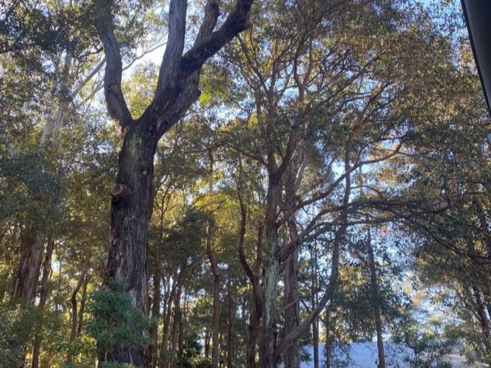 Mature trees in Buckinghamshire parkland with a property visible in the background